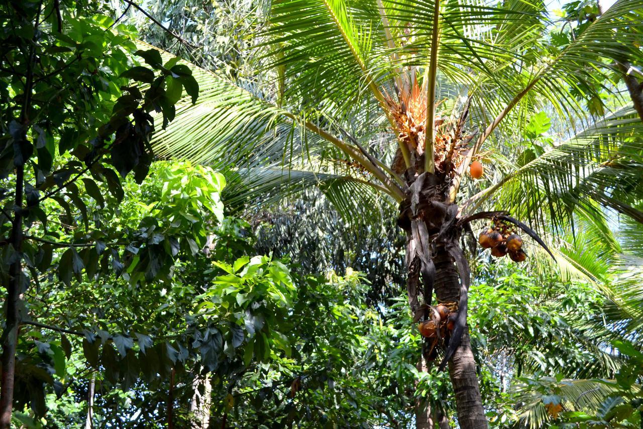 Sigiriya Freedom Lodge Dambulla Exteriör bild