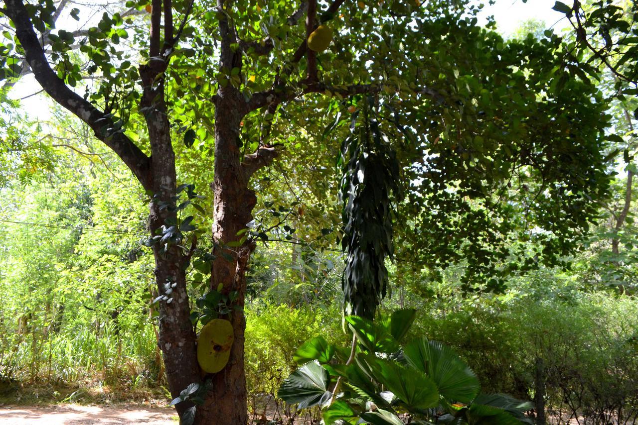 Sigiriya Freedom Lodge Dambulla Exteriör bild